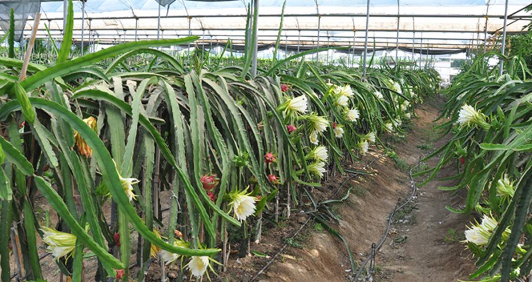 Mersin'de hasat başladı: Kilogramı 200 lira! Tropik lezzet Türk topraklarında rekor kırıyor 4