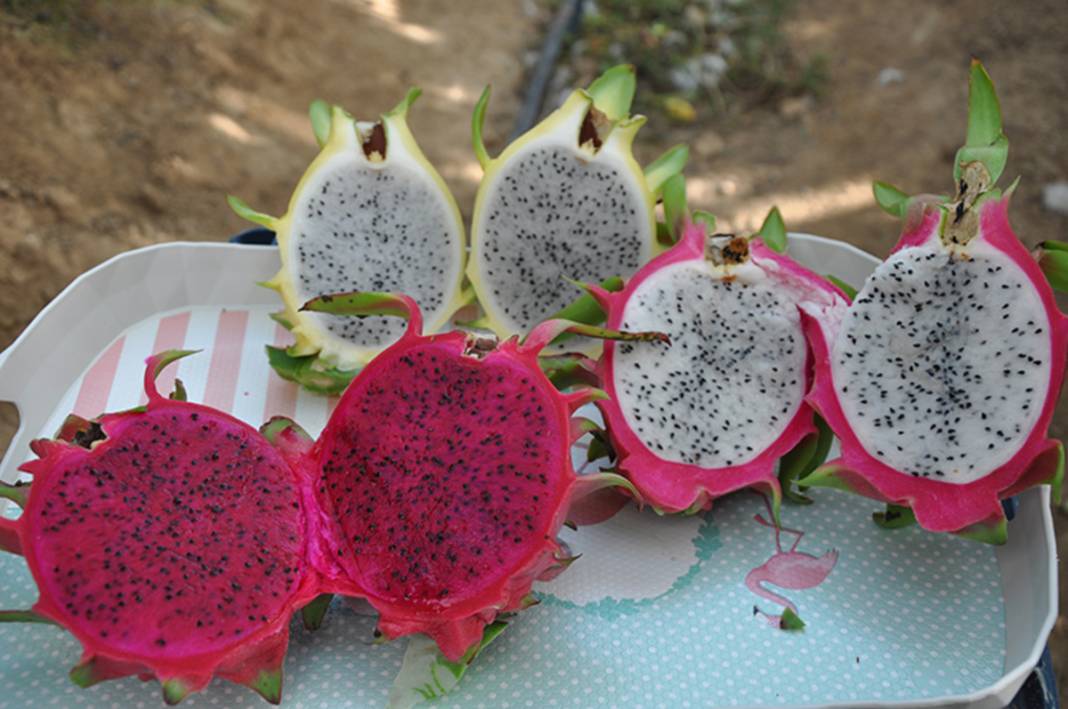 Mersin'de hasat başladı: Kilogramı 200 lira! Tropik lezzet Türk topraklarında rekor kırıyor 2