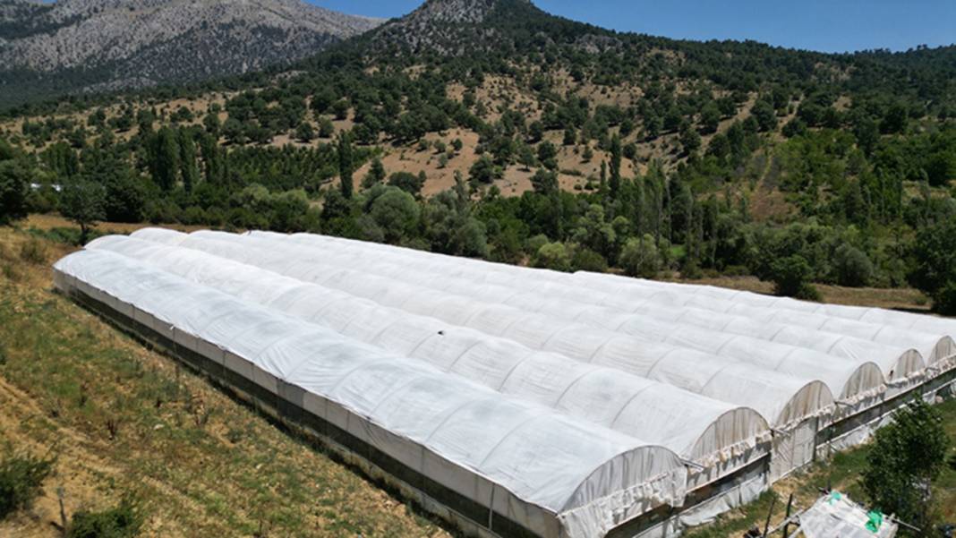 Kış hazırlıklarının vazgeçilmezinde hasat başladı! Kapış kapış gidiyor: Kendine has rengi ve aroması iz bırakıyor, kilosu 20 TL 3