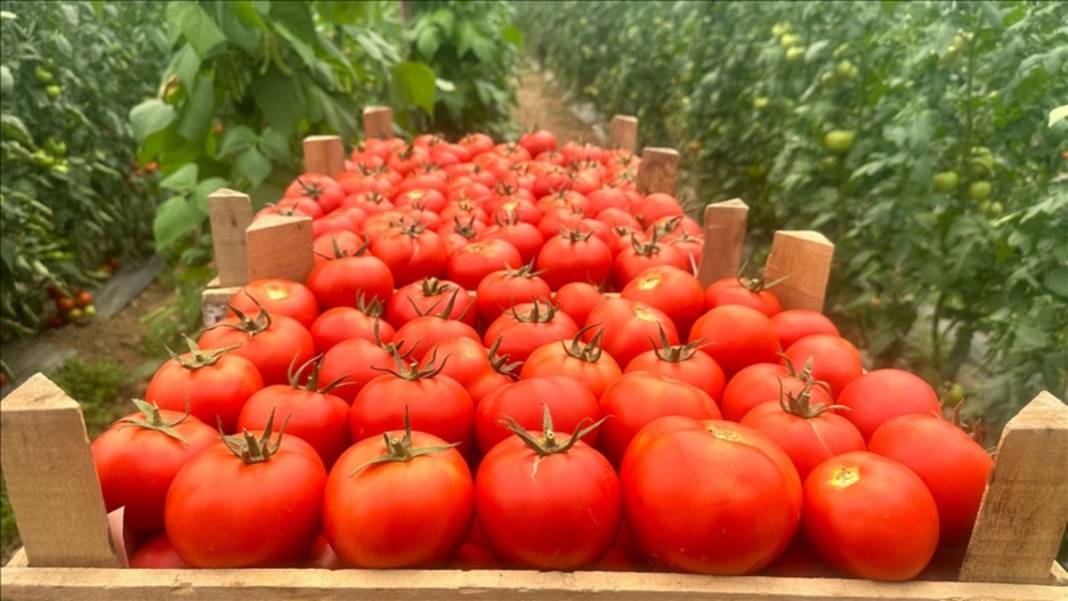 Kış hazırlıklarının vazgeçilmezinde hasat başladı! Kapış kapış gidiyor: Kendine has rengi ve aroması iz bırakıyor, kilosu 20 TL 6