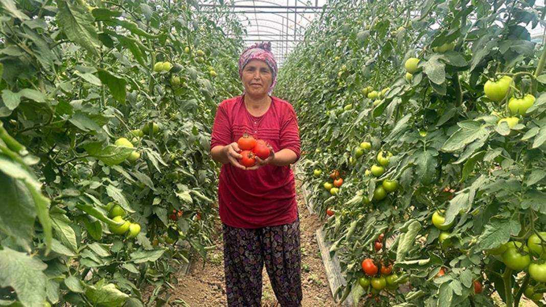 Kış hazırlıklarının vazgeçilmezinde hasat başladı! Kapış kapış gidiyor: Kendine has rengi ve aroması iz bırakıyor, kilosu 20 TL 5