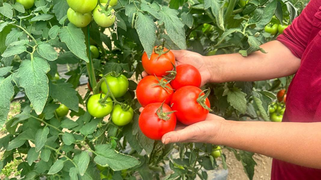 Kış hazırlıklarının vazgeçilmezinde hasat başladı! Kapış kapış gidiyor: Kendine has rengi ve aroması iz bırakıyor, kilosu 20 TL 4
