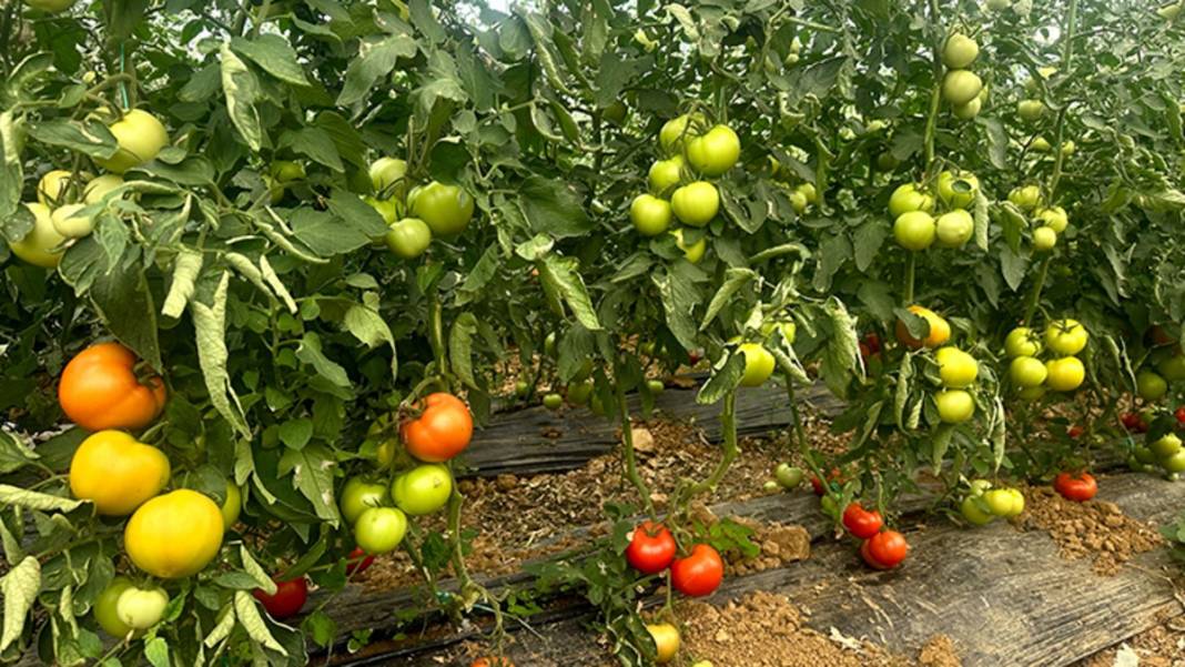 Kış hazırlıklarının vazgeçilmezinde hasat başladı! Kapış kapış gidiyor: Kendine has rengi ve aroması iz bırakıyor, kilosu 20 TL 2