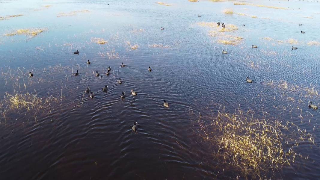 Hatay'da iklim krizi derinleşiyor: Milleyha Kuş Cenneti kuraklığa teslim 14