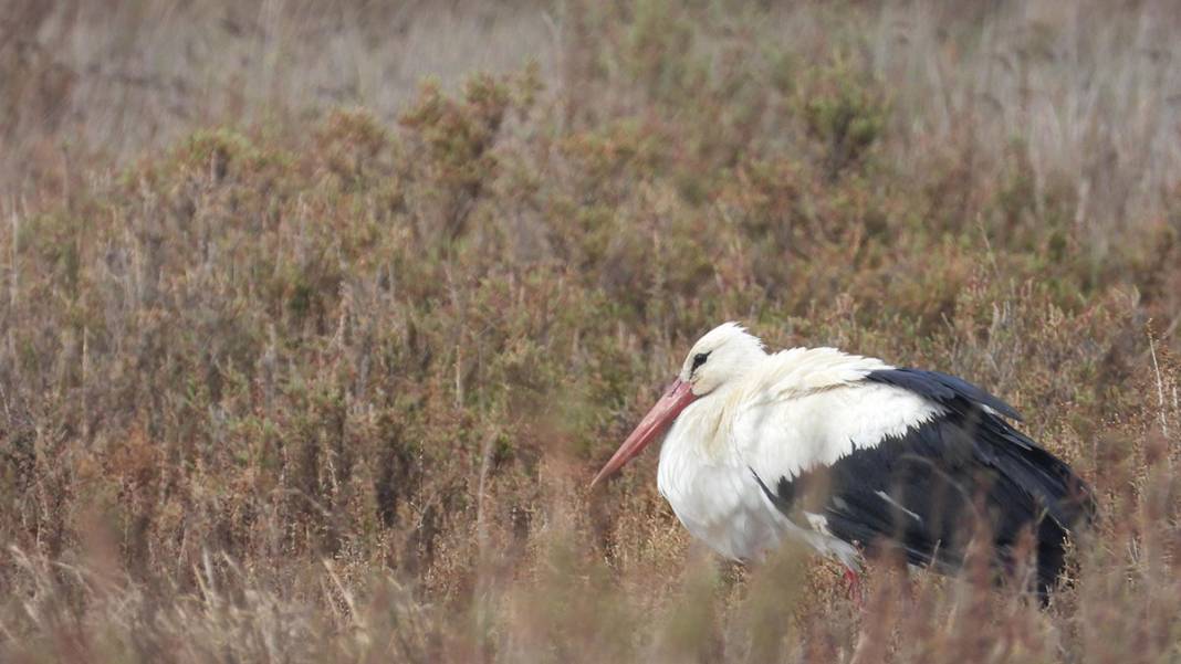 Hatay'da iklim krizi derinleşiyor: Milleyha Kuş Cenneti kuraklığa teslim 8