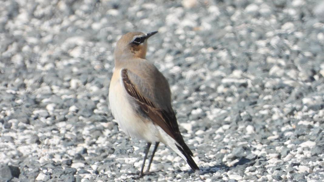 Hatay'da iklim krizi derinleşiyor: Milleyha Kuş Cenneti kuraklığa teslim 9