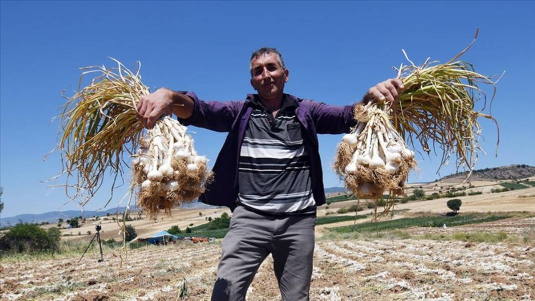 30 yıldır aynı tohumu kullanıyor! Beyaz altın olarak biliniyor: Buzdolabına gerek yok, 10 ay boyunca taptaze kalıyor 1
