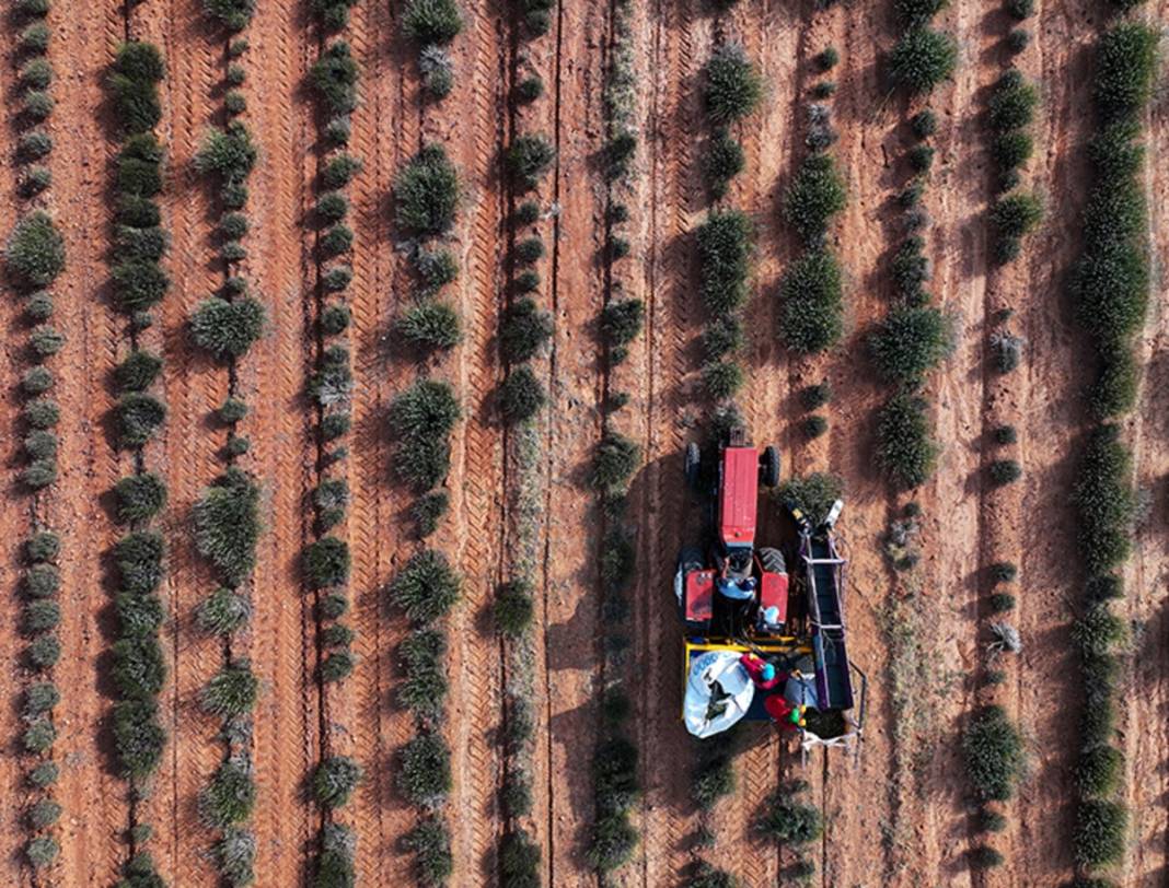 Konyalı çiftçilerin yüzünü güldüren proje! Litresi 2 bin 500 TL'den satılıyor: Konya'nın kıraç toprakları mor renkle şenlendi 6