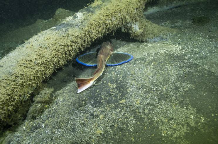 Marmara Depremi'nin deniz altında kalan enkazı 26 yıl sonra görüntülendi 7