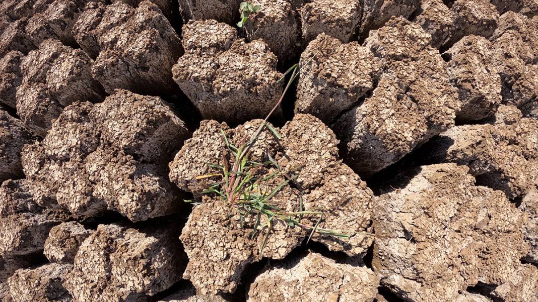 Hayvanların su kaynağıydı kuraklık vurdu! Taşlık Göleti yok oldu 2