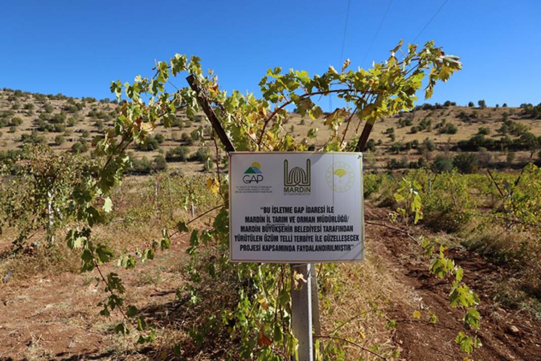 Mardin'de tarımda yeni dönem! Atıl araziler modern bağcılığa açılıyor 3
