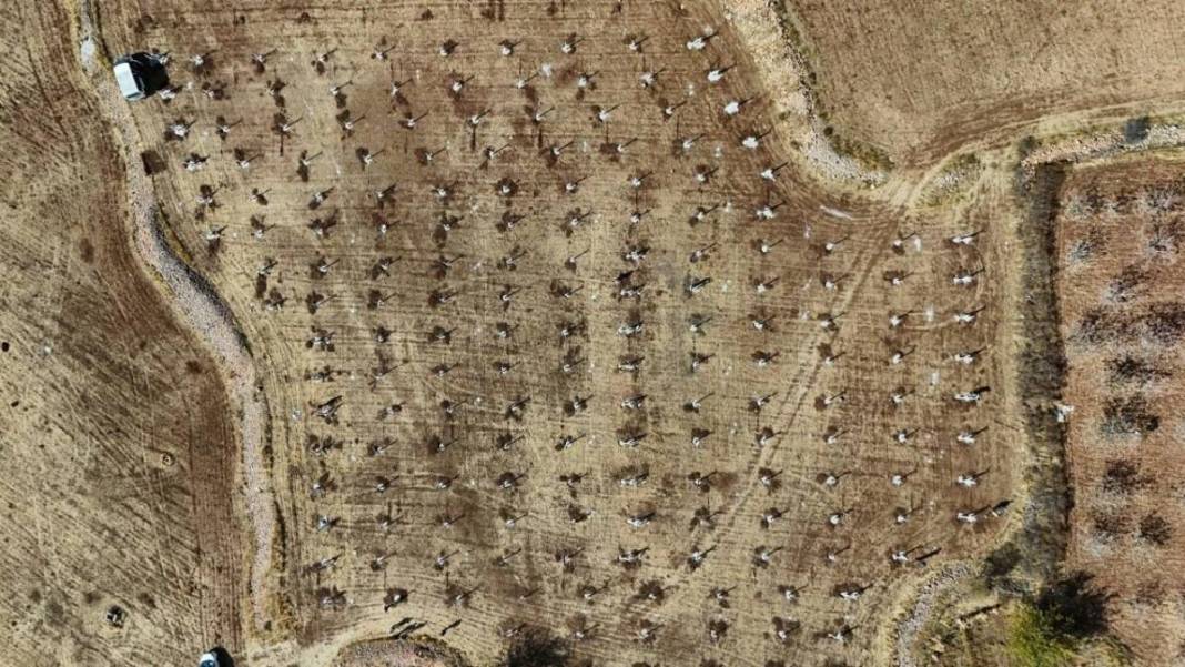 Mardin'de tarımda yeni dönem! Atıl araziler modern bağcılığa açılıyor 1