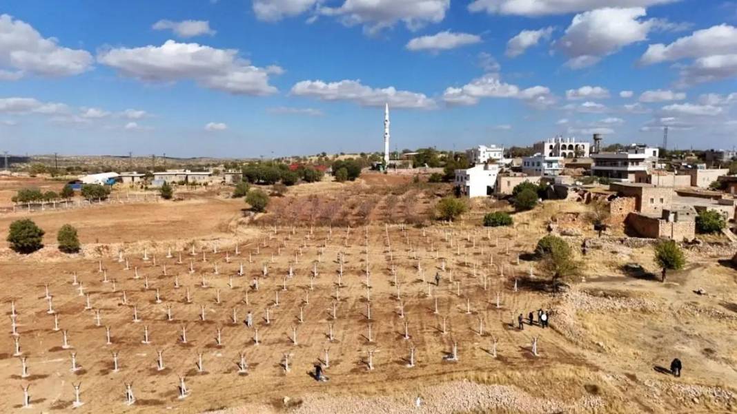 Mardin'de tarımda yeni dönem! Atıl araziler modern bağcılığa açılıyor 4