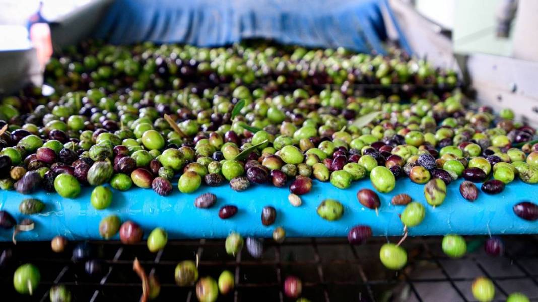 Zeytinde "Yok Yılı" etkisi! 2025-2026 sezonunda üretimde yüzde 35 düşüş bekleniyor 5