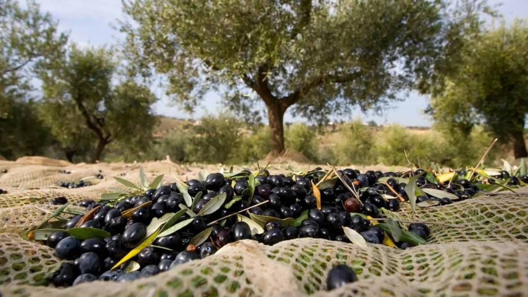 Zeytinde "Yok Yılı" etkisi! 2025-2026 sezonunda üretimde yüzde 35 düşüş bekleniyor 3