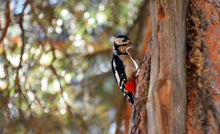 Sonbahar güzelliği ile büyülüyor! Kars’taki Keklik Vadisi görenleri hayran bırakıyor 5