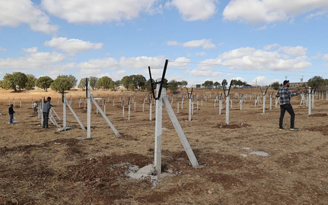 Mardin'de tarımda yeni dönem! Atıl araziler modern bağcılığa açılıyor 5