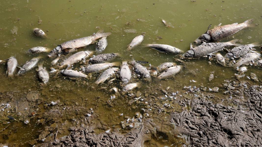 Tozlu Göleti'nde endişe veren manzara: Su seviyesi çekildi, balıklar öldü 1