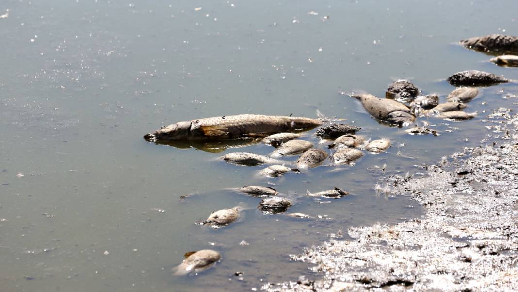 Tozlu Göleti'nde endişe veren manzara: Su seviyesi çekildi, balıklar öldü 3