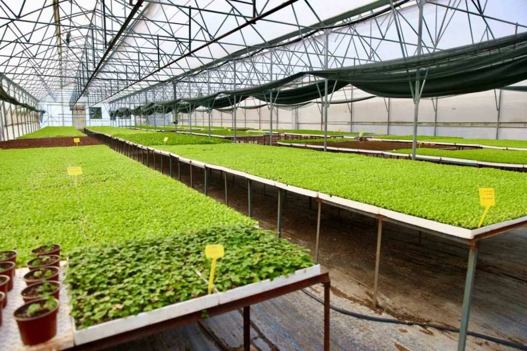 Belediyeden tarımsal üretime büyük destek! 4.6 milyon fideden sonra 400 bin kışlık sebze fidesi dağıtımına başlıyor 1