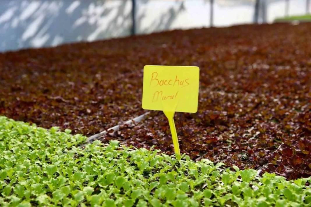 Belediyeden tarımsal üretime büyük destek! 4.6 milyon fideden sonra 400 bin kışlık sebze fidesi dağıtımına başlıyor 3