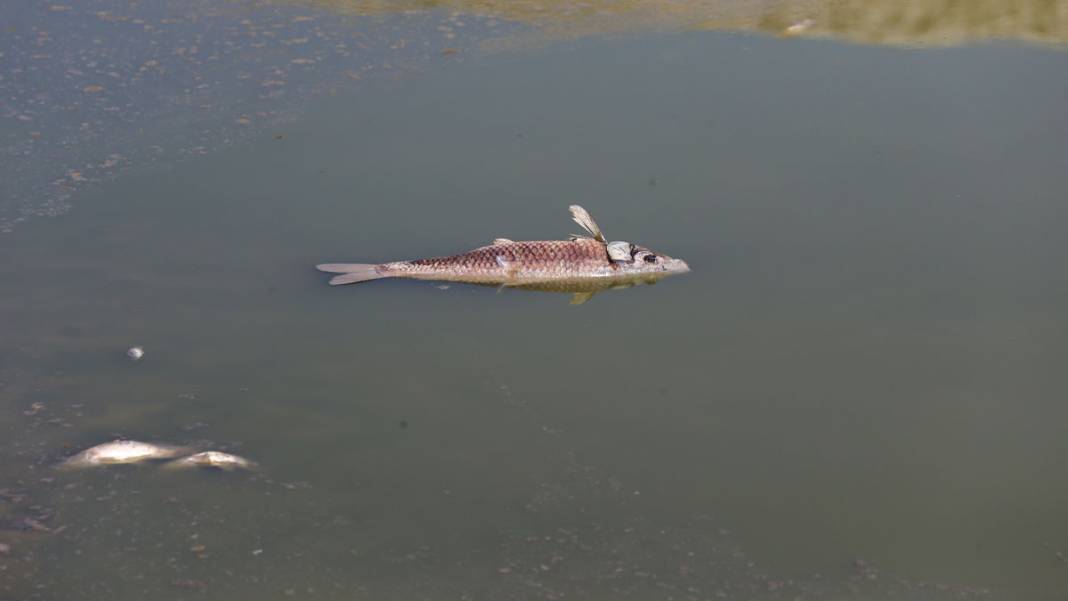 Tozlu Göleti'nde endişe veren manzara: Su seviyesi çekildi, balıklar öldü 6