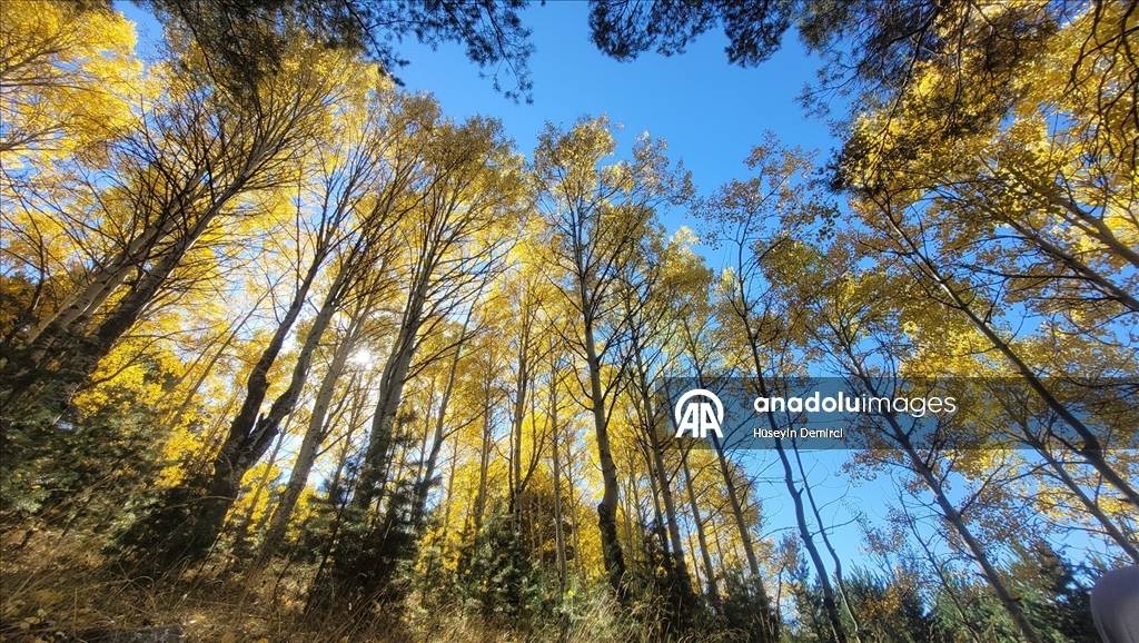 Sonbahar güzelliği ile büyülüyor! Kars’taki Keklik Vadisi görenleri hayran bırakıyor 1