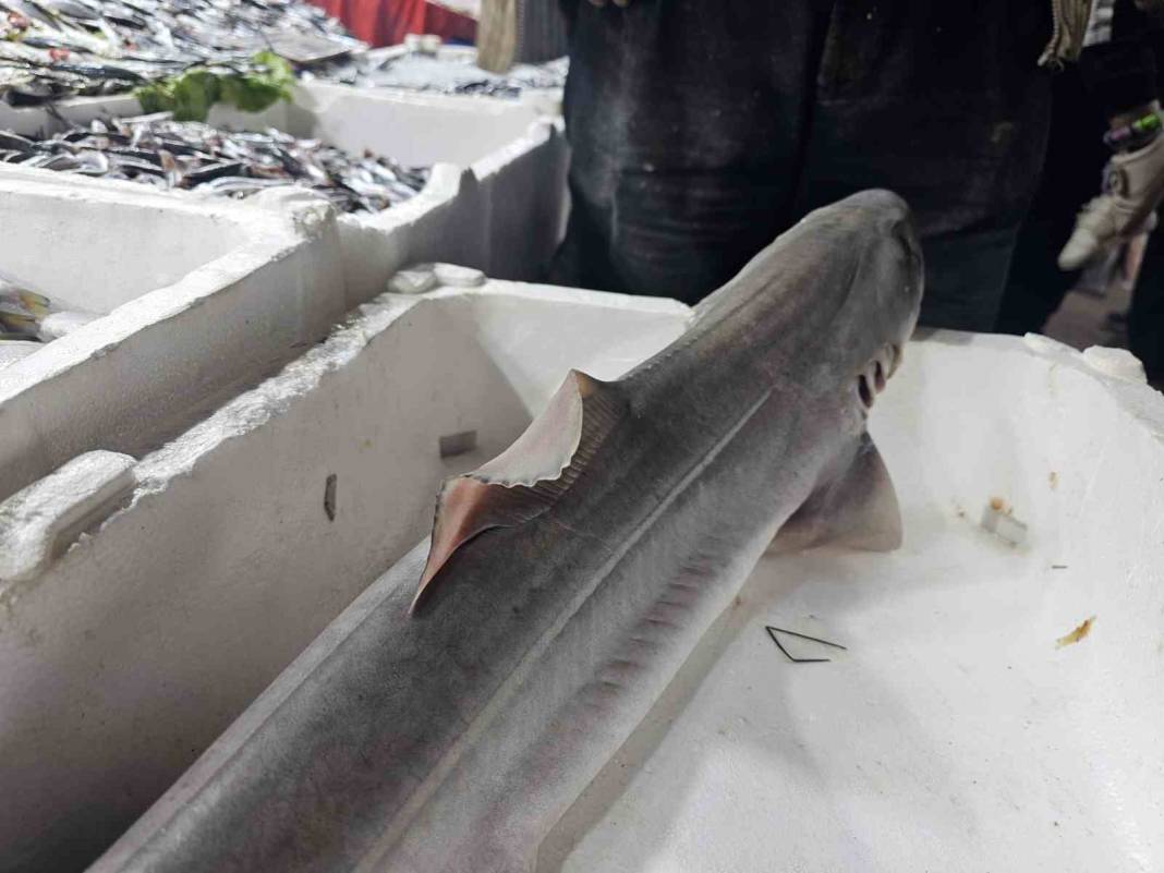 Tarihi çarşıda şaşırtan manzara! Elazığ’da tezgaha köpek balığı konuldu! 4