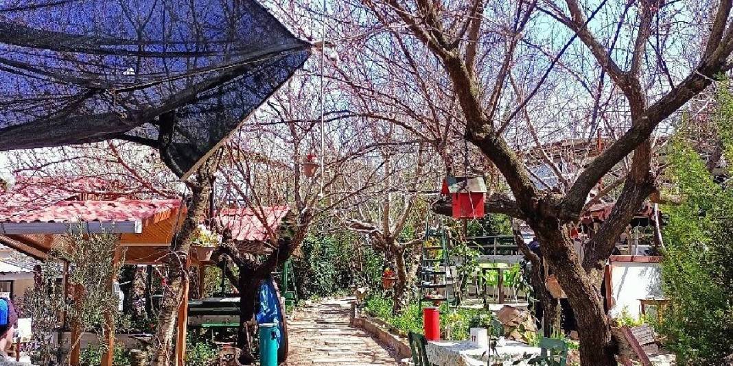 Bir kez giden dönmek istemiyor! Köy değil sanki sanat eseri: Rüzgar, deniz, zeytin ağaçları… 6