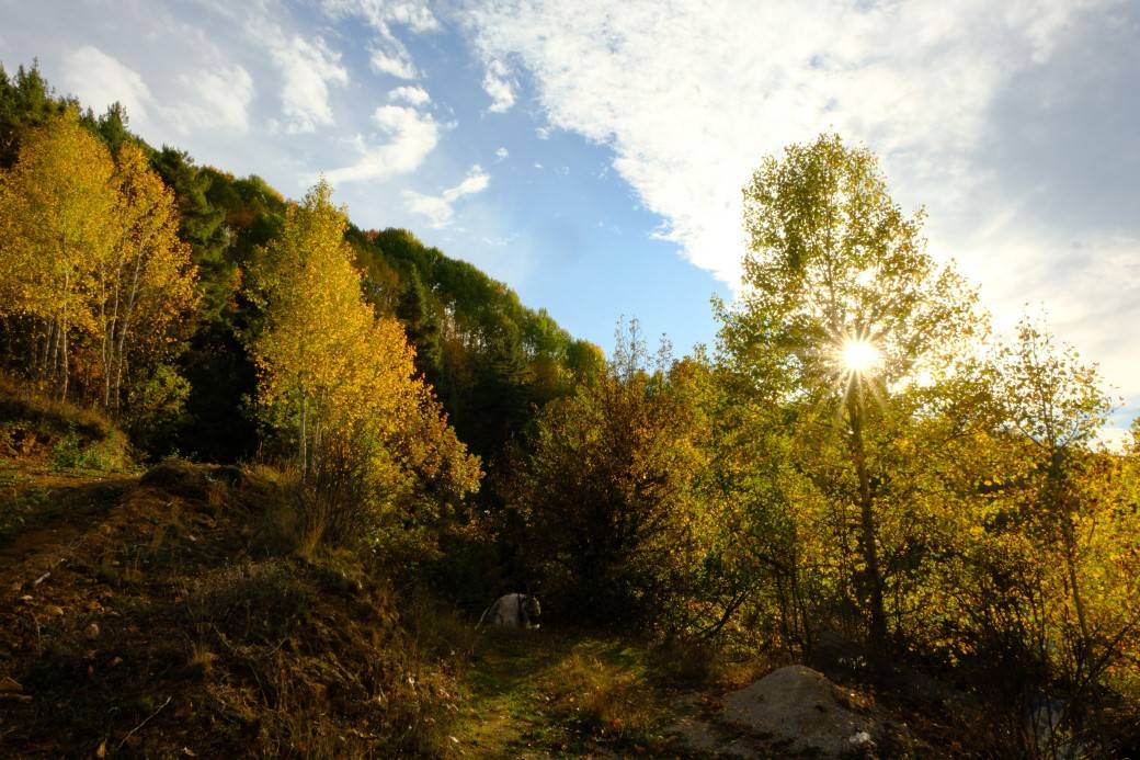 Gümüşhane’de sonbahar şöleni! Alpler'i aratmıyor: Zirvelerde kar, vadilerde renk cümbüşü 4