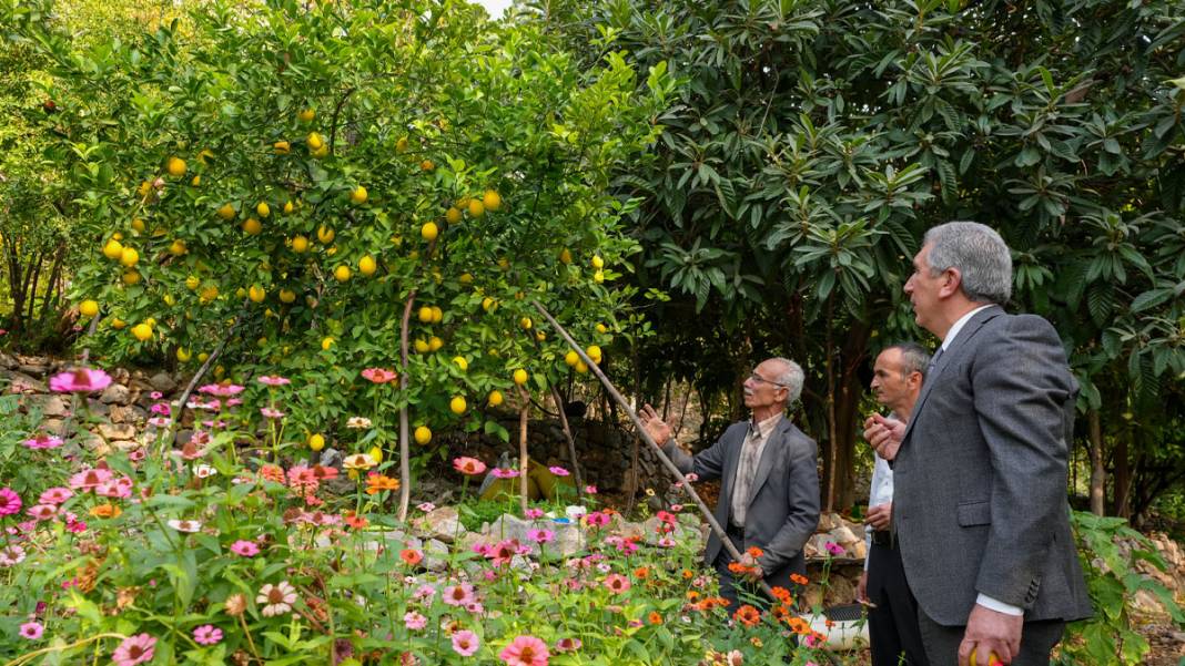 Diyarbakır’da deneme amaçlı dikilen narenciye ağaçları meyve verdi 5
