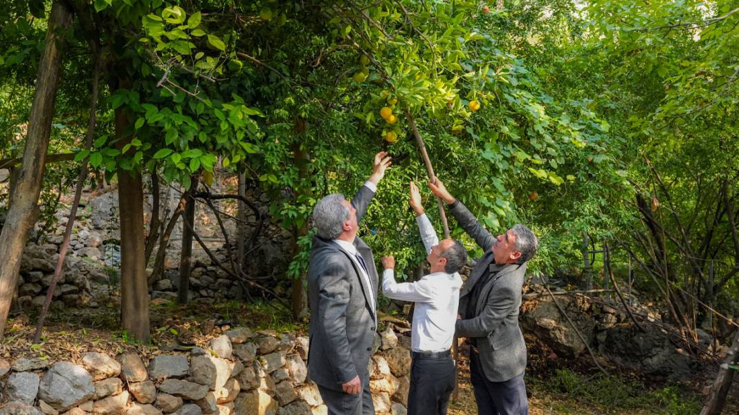 Diyarbakır’da deneme amaçlı dikilen narenciye ağaçları meyve verdi 3