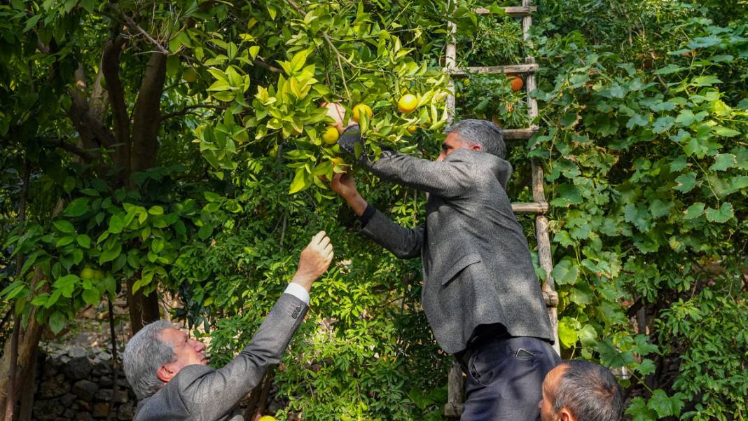 Diyarbakır’da deneme amaçlı dikilen narenciye ağaçları meyve verdi 4