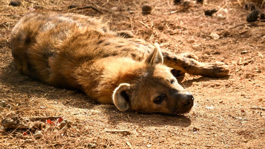 Gaziantep'teki Doğal Yaşam Parkı’na rekor ilgi: 9 günde 325 bin ziyaretçi ağırladı 4