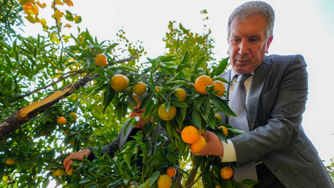Diyarbakır’da deneme amaçlı dikilen narenciye ağaçları meyve verdi 6