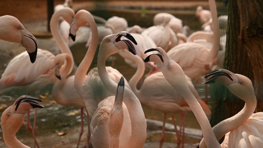 Gaziantep'teki Doğal Yaşam Parkı’na rekor ilgi: 9 günde 325 bin ziyaretçi ağırladı 6