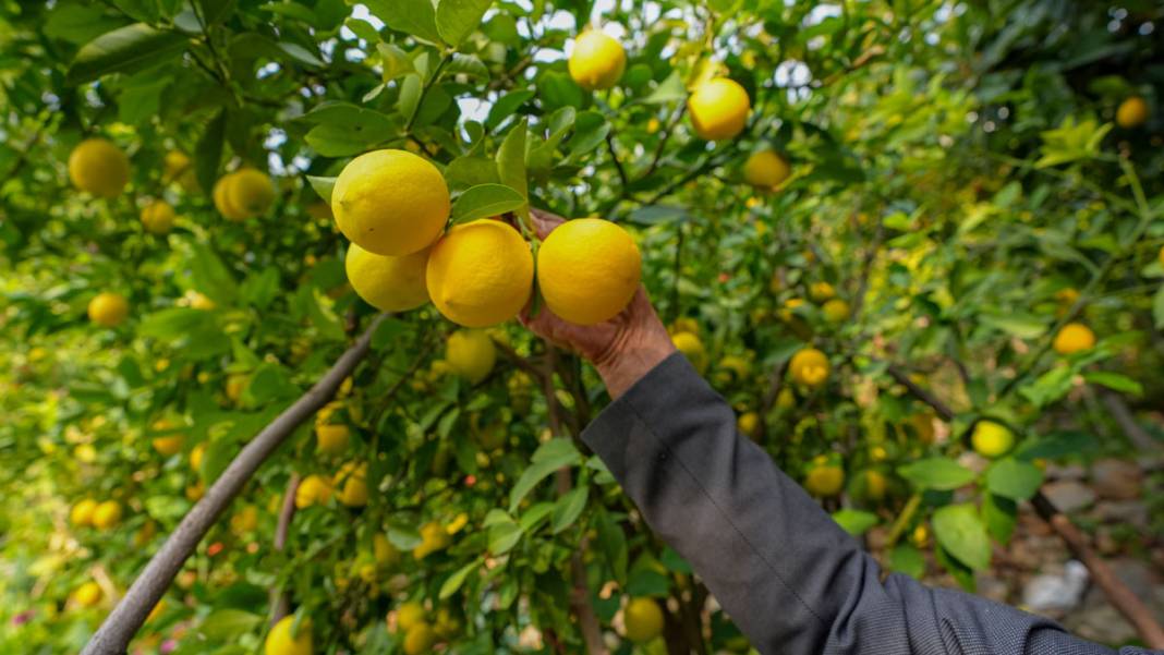 Diyarbakır’da deneme amaçlı dikilen narenciye ağaçları meyve verdi 7