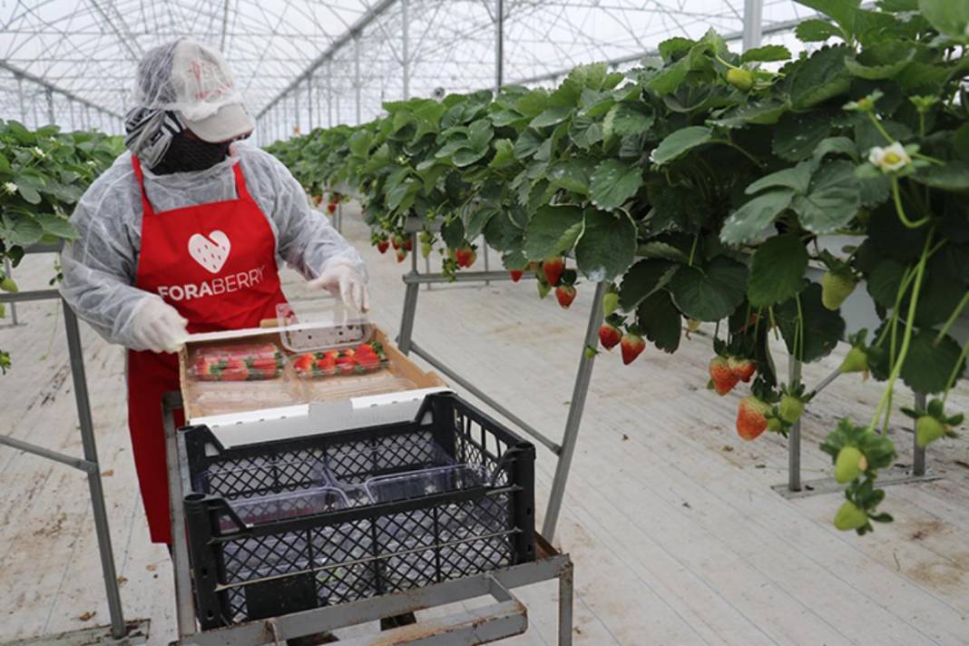Adana’da tarımın geleceği yazıldı! Yapay zekalı seradan yedi ülkeye çilek ihracatı 5