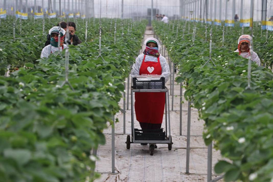 Adana’da tarımın geleceği yazıldı! Yapay zekalı seradan yedi ülkeye çilek ihracatı 1