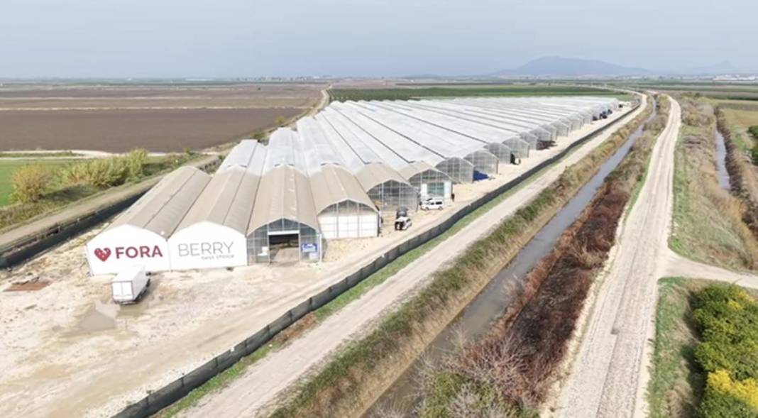 Adana’da tarımın geleceği yazıldı! Yapay zekalı seradan yedi ülkeye çilek ihracatı 4