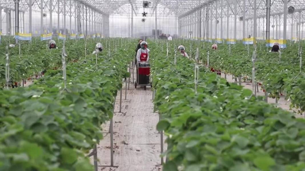 Adana’da tarımın geleceği yazıldı! Yapay zekalı seradan yedi ülkeye çilek ihracatı 3