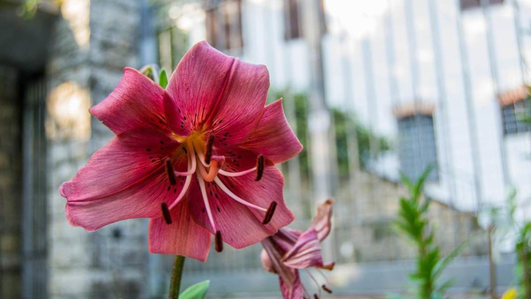 Evdeki gizli tehlike! Sevdiğiniz çiçek kedinizin sonunu getirebilir 3