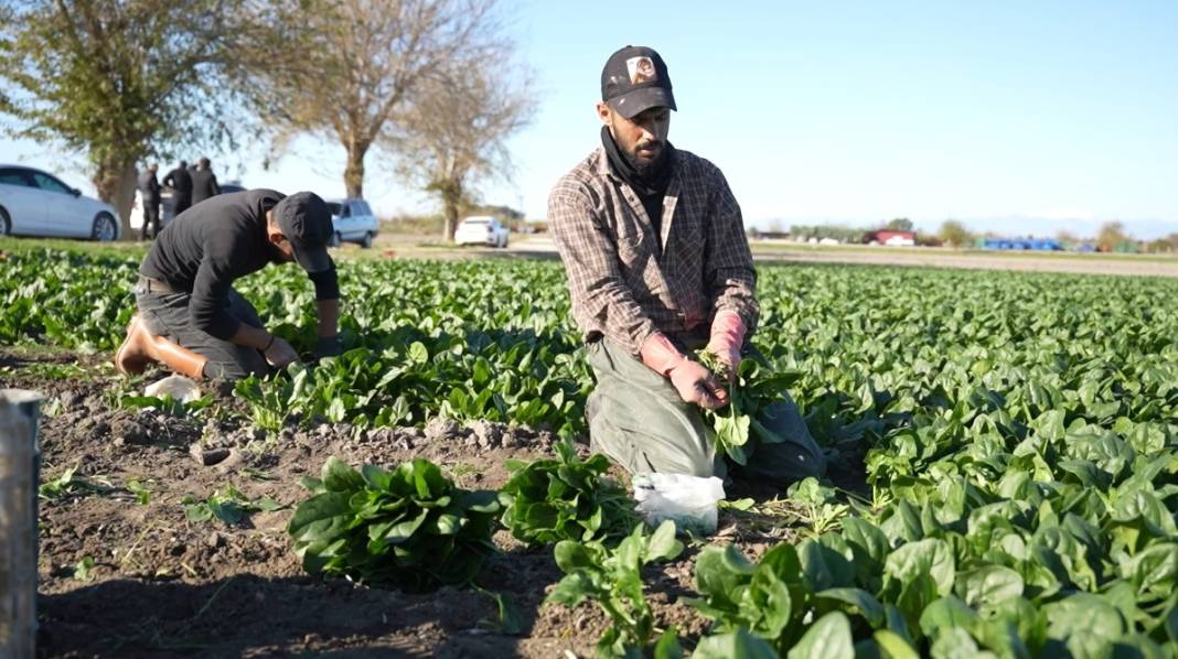 Osmaniye topraklarında yeşil altın mesaisi başladı! Rekoltede çıta yükseldi: Hedef 3 bin ton 2