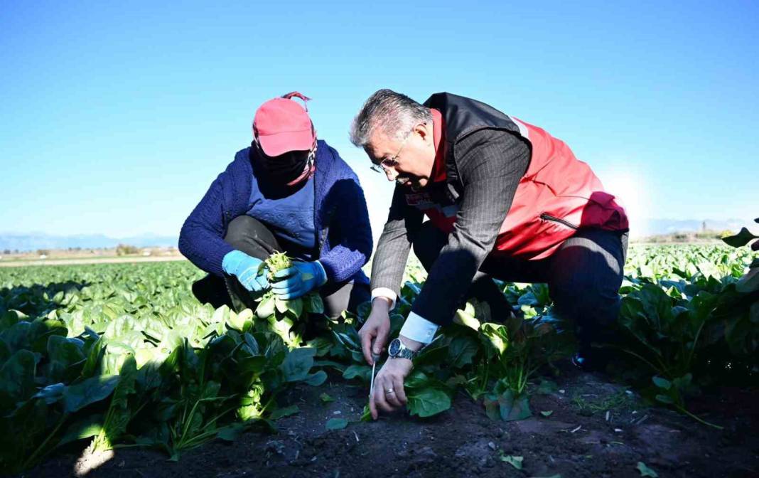 Osmaniye topraklarında yeşil altın mesaisi başladı! Rekoltede çıta yükseldi: Hedef 3 bin ton 3