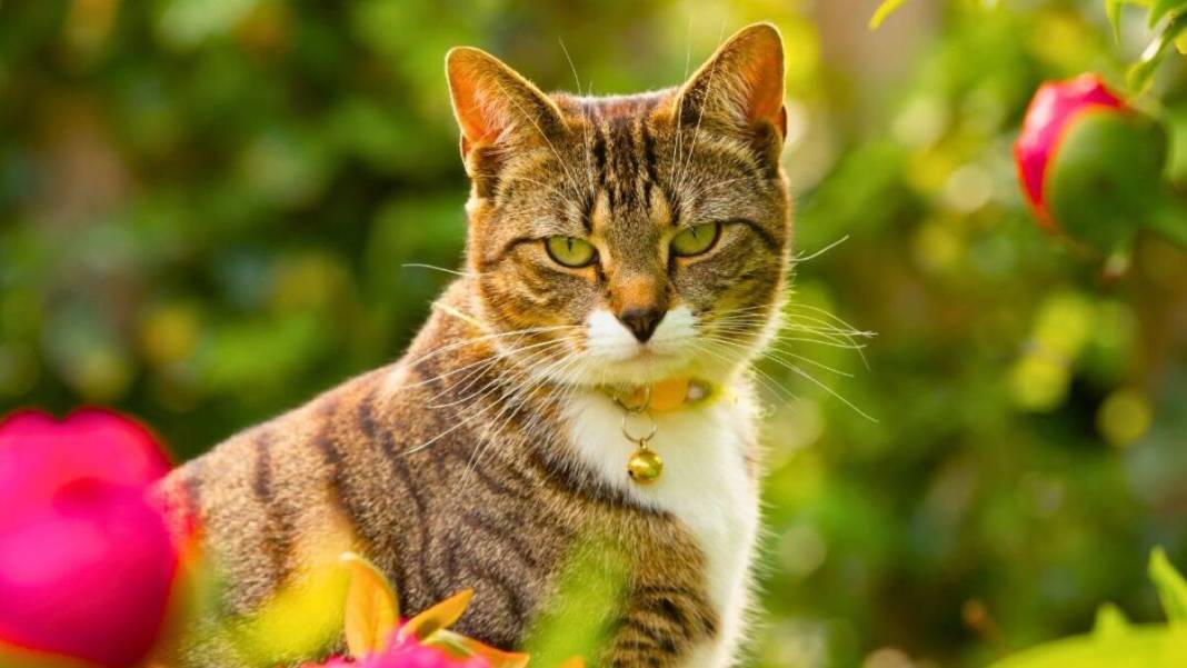 Evdeki gizli tehlike! Sevdiğiniz çiçek kedinizin sonunu getirebilir 1