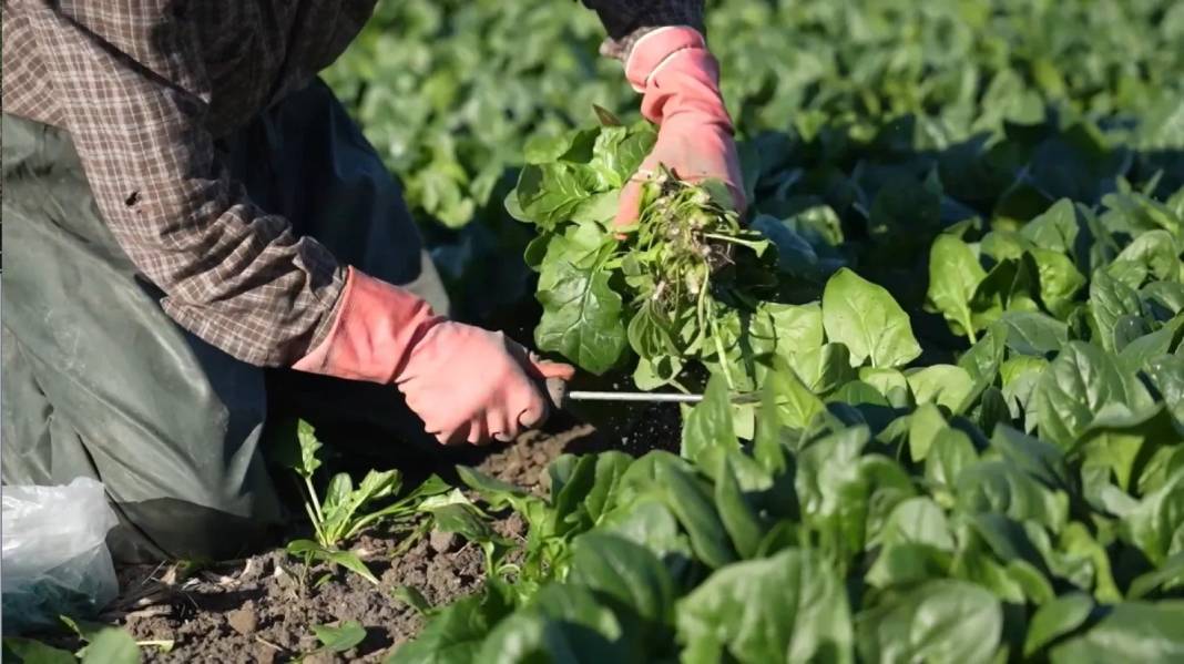 Osmaniye topraklarında yeşil altın mesaisi başladı! Rekoltede çıta yükseldi: Hedef 3 bin ton 4