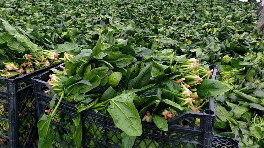 Osmaniye topraklarında yeşil altın mesaisi başladı! Rekoltede çıta yükseldi: Hedef 3 bin ton 1