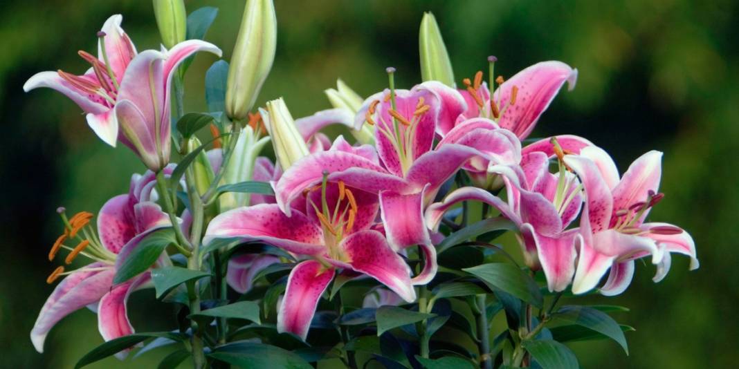 Evdeki gizli tehlike! Sevdiğiniz çiçek kedinizin sonunu getirebilir 2