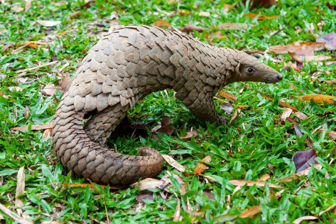 Kuyruğunu gören kozalak sanıyor: Karşınızda dünyanın en ilginç canlısı pangolin! 1
