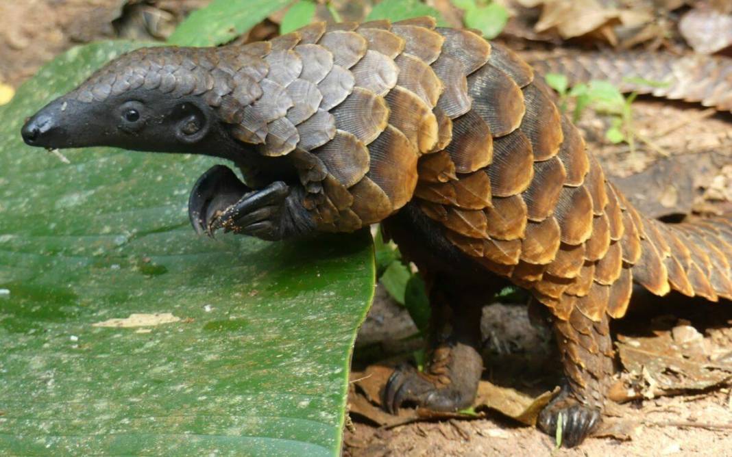 Kuyruğunu gören kozalak sanıyor: Karşınızda dünyanın en ilginç canlısı pangolin! 4
